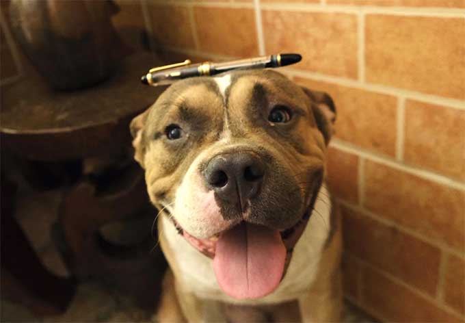 American Bulldog with Pilot Custom 823 Fountain Pen