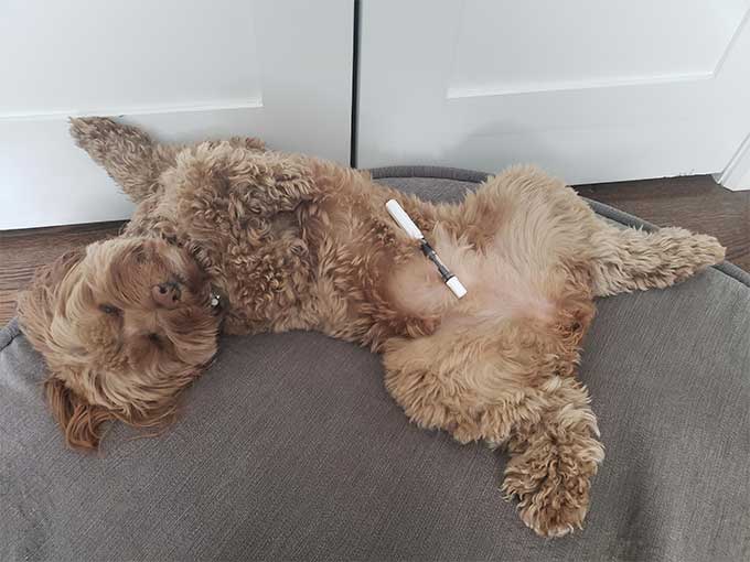 Cockapoo Fluffy Fountain Pen Rest 2