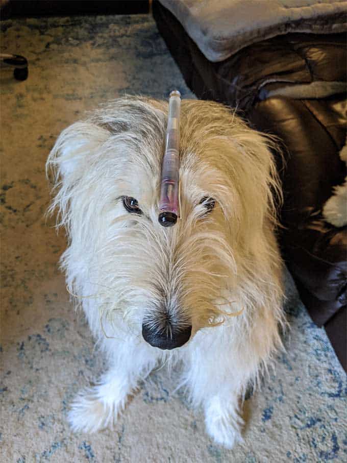 Dog Balancing Franklin Christoph Fountain Pen