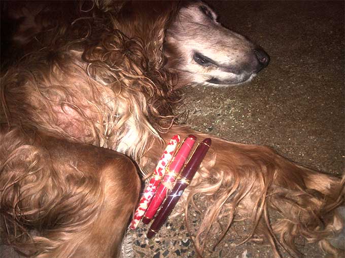 Red Fountain Pens on Red Dog