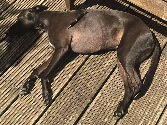 Whippet Dog Pen Rest